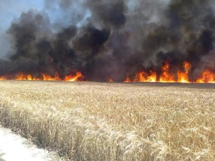 Огромный урожай пшеницы сгорел в Нижегородской области