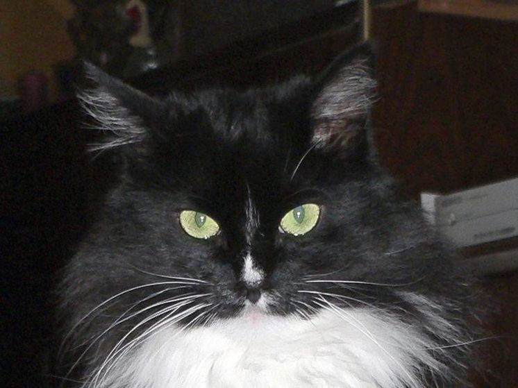 Кот устроил аварию на трассе в Солнечногорске