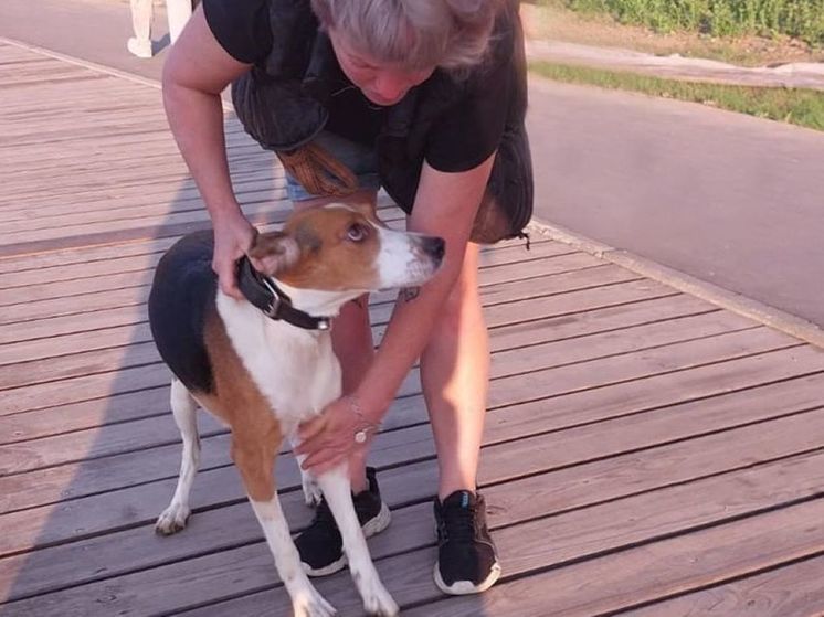 Собака застряла в тротуарных досках в Дмитровском округе