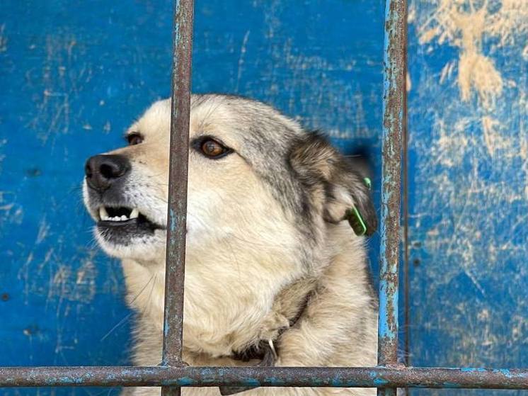 В Туле выплатят компенсации за нападение бездомных собак на детей