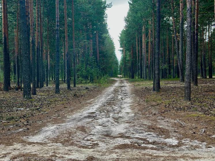 Патрулирование лесов Сургута не прекращается