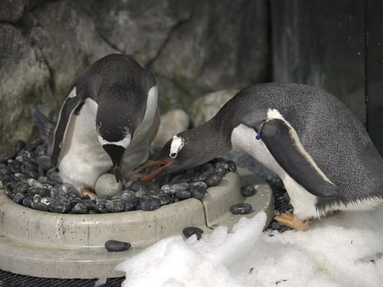 В австралийском аквариуме Sea Life скончался знаменитый пингвин-гей Сфен