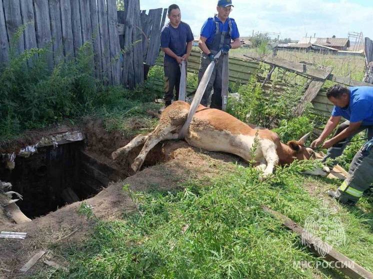 Пожарные в Забайкалье помогли вытащить корову из ямы