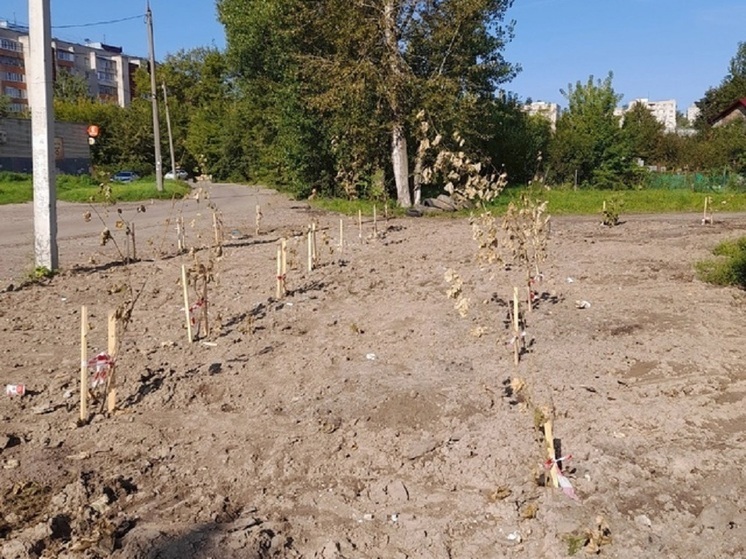 Ярославцы рассказали об аллее сухих веток на улице Доронина
