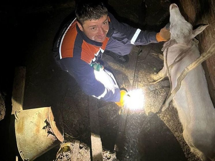 Две козы провалились в погреб заброшенного здания под Волоколамском