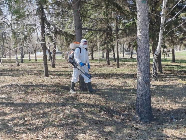 В Омске на следующей неделе  начнут обрабатывать от клещей парки и скверы