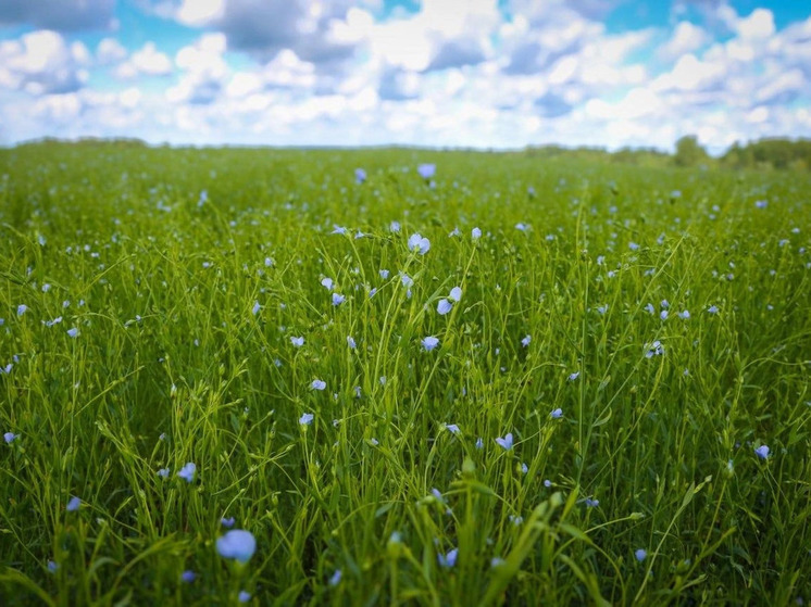 Смоленская область стала лидером по севу льна-долгунца