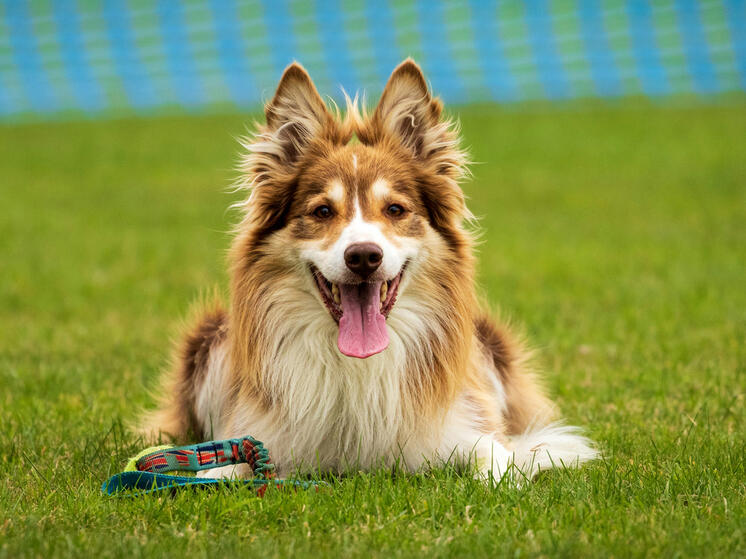 «Насилие при дрессировке — устаревший подход»
