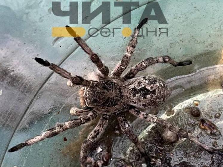 Огромного паука нашли у себя дома жители Нерчинска