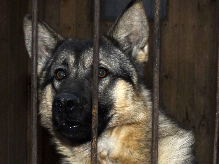 В Подмосковье разместили 37 собак из приюта Курской области