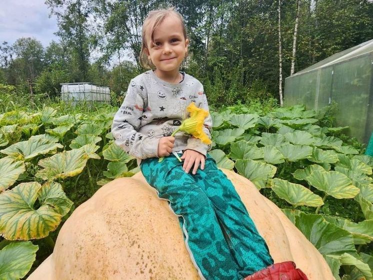 Гигантскую тыкву вырастила дачница из Волоколамского округа