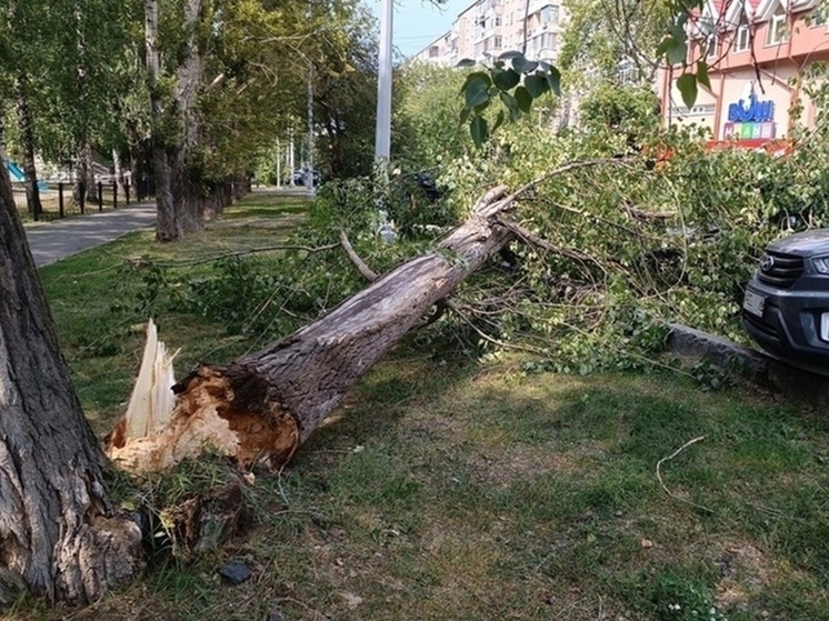 Дожди и сильный ветер ожидают в Курганской области