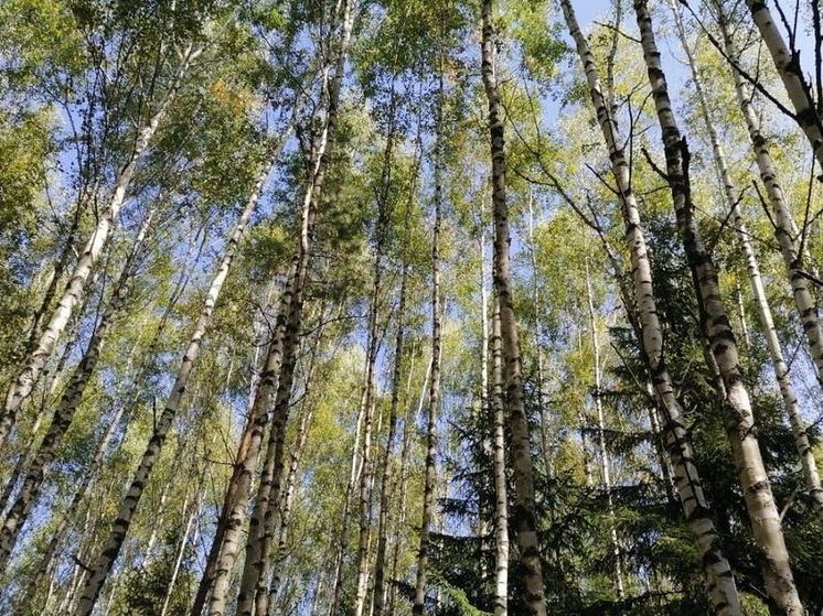 На фоне сухой и теплой погоды повышают класс пожарной опасности