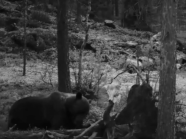 Медведь попал на фотоловушку Лапалндского заповедника