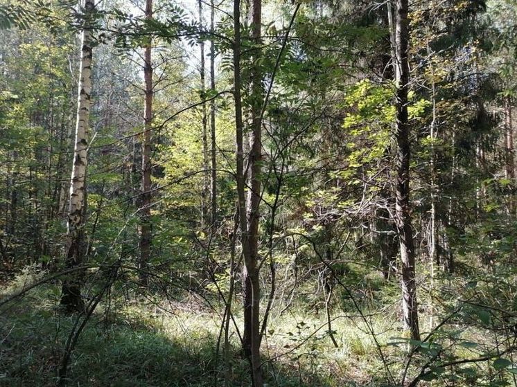 В Луховицком лесничестве ожидается 4-ый класс пожарной опасности