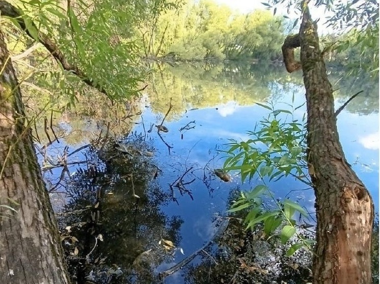 Минэкологии потребует очистить от мусора берега у пруда в Балашихе