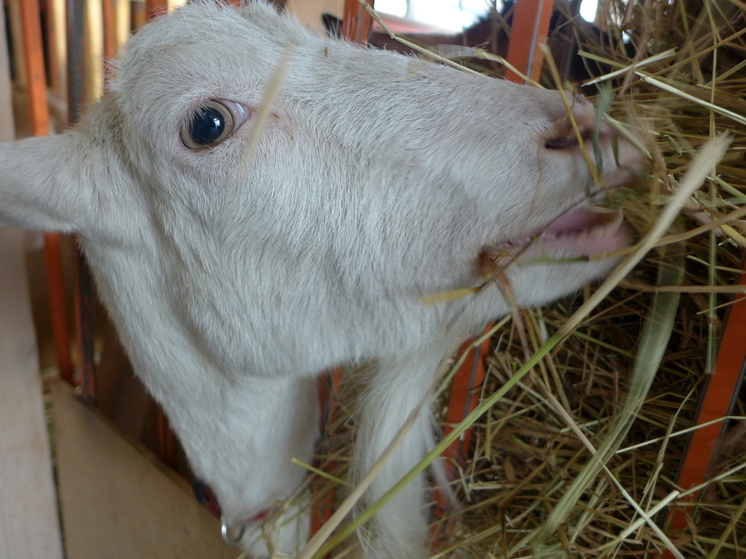 В Подмосковье пришлось спасать коз, провалившихся в погреб