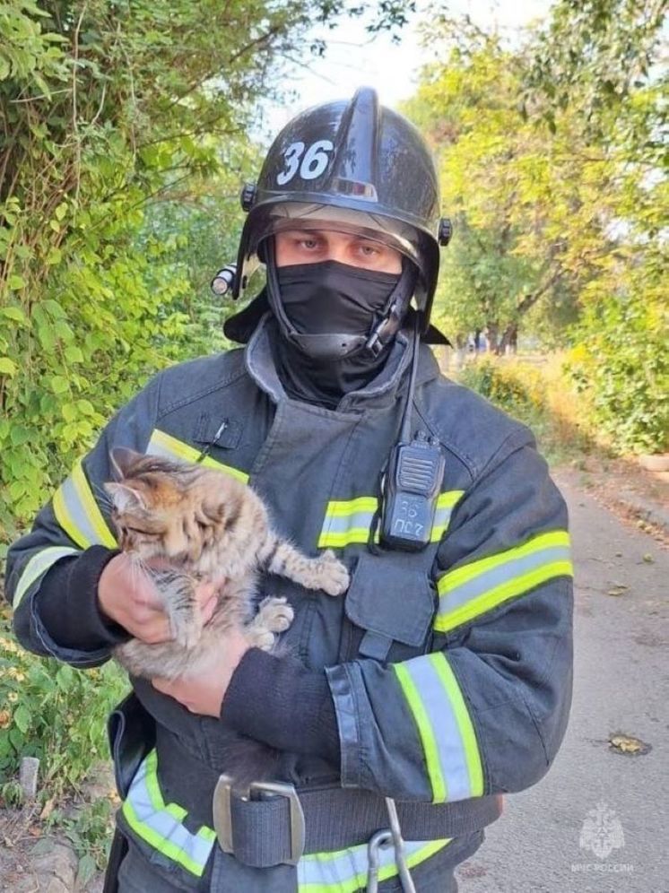 В Строителе пожарные спасли забравшегося на дерево котенка