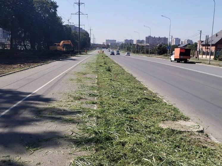 В Краснодаре скосили 18,5 тысяч гектаров амброзии