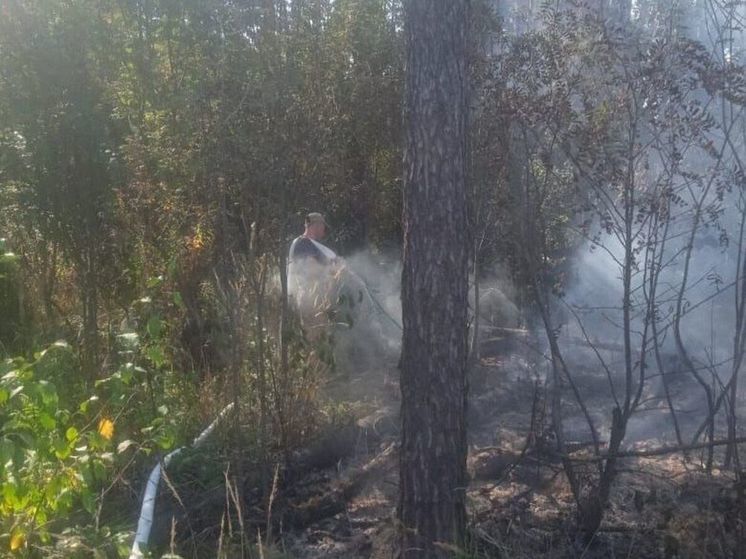 Лесной пожар вспыхнул в Богородском округе