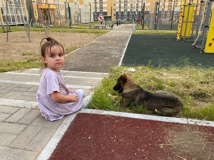 В попытках поступить гуманно по отношению к «бездомышам» хабаровчане сталкиваются с кучей проблем