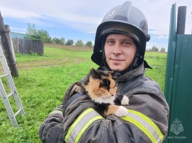 В Красноярском крае пожарные спасли кошку, сидевшую на опоре ЛЭП