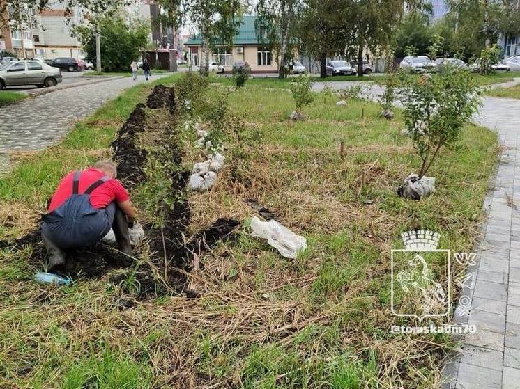 В Томске в "Купеческом" сквере посадили клен