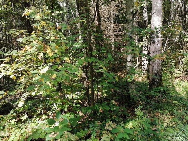 3-ий класс пожарной опасности прогнозируется до 30 августа