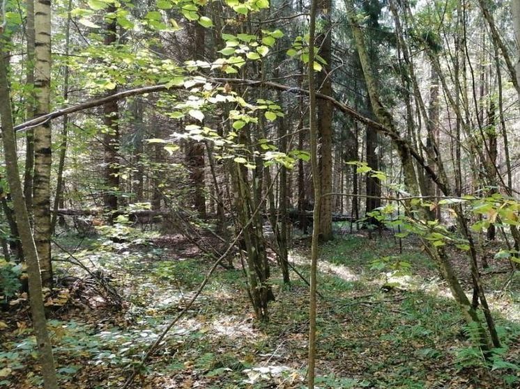 Спасатели напомнили, что делать при встрече с диким зверем