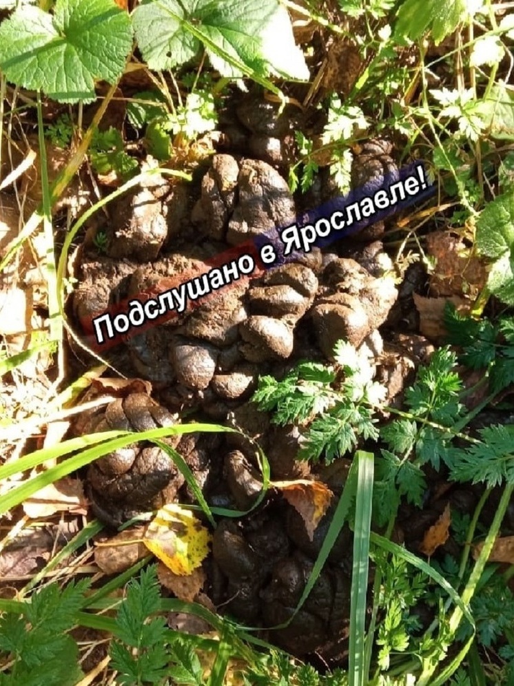 В ярославском пригороде нашли следы пребывания медведя