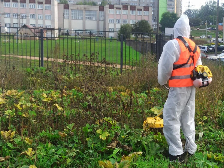 Борьба с борщевиком в городе Кирове пошла на третий круг