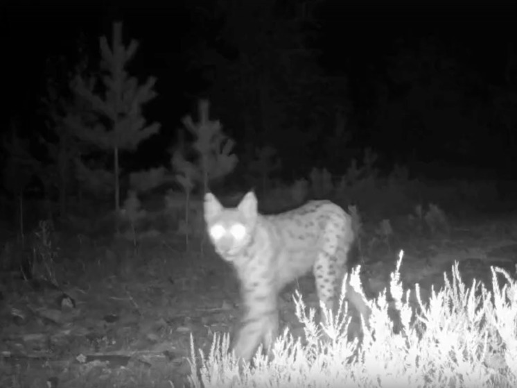 Рысь во всей красе предстала перед фотоловушкой в Карелии