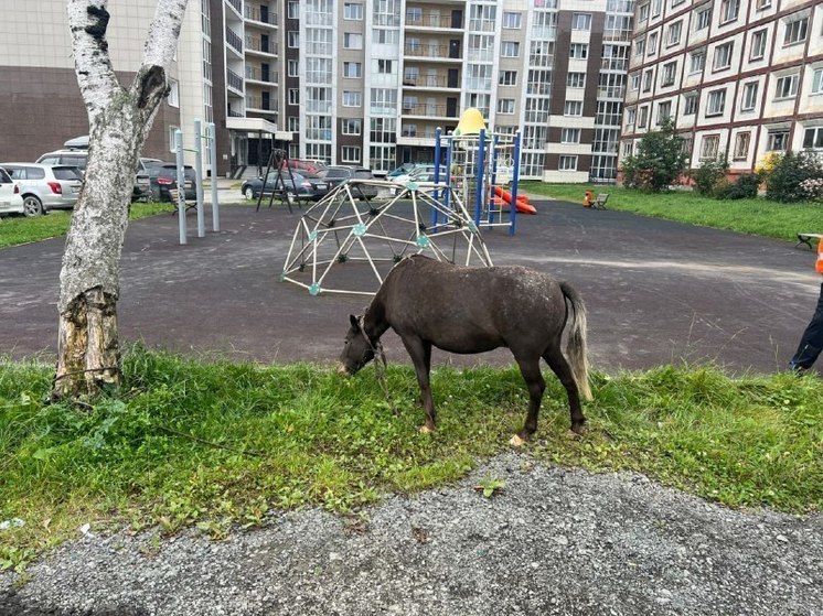 В Южно-Сахалинске ищут хозяина гуляющей по улицам лошади