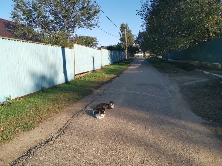 Уголовные дела заведены на ответственных за дороги в Приморье