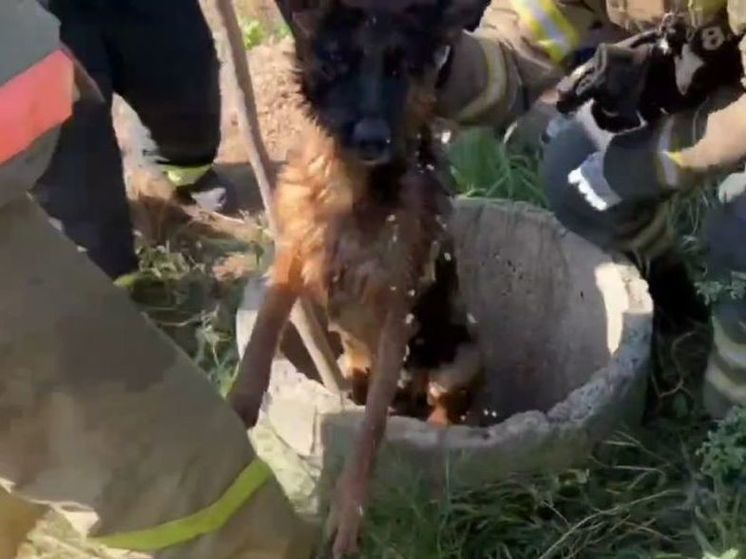Сотрудники МЧС Подмосковья спасли пса, провалившегося в колодец
