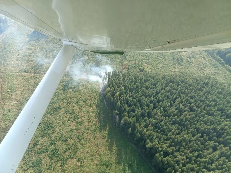 Лесной пожар в округе Мытищи тушили 3,5 часа