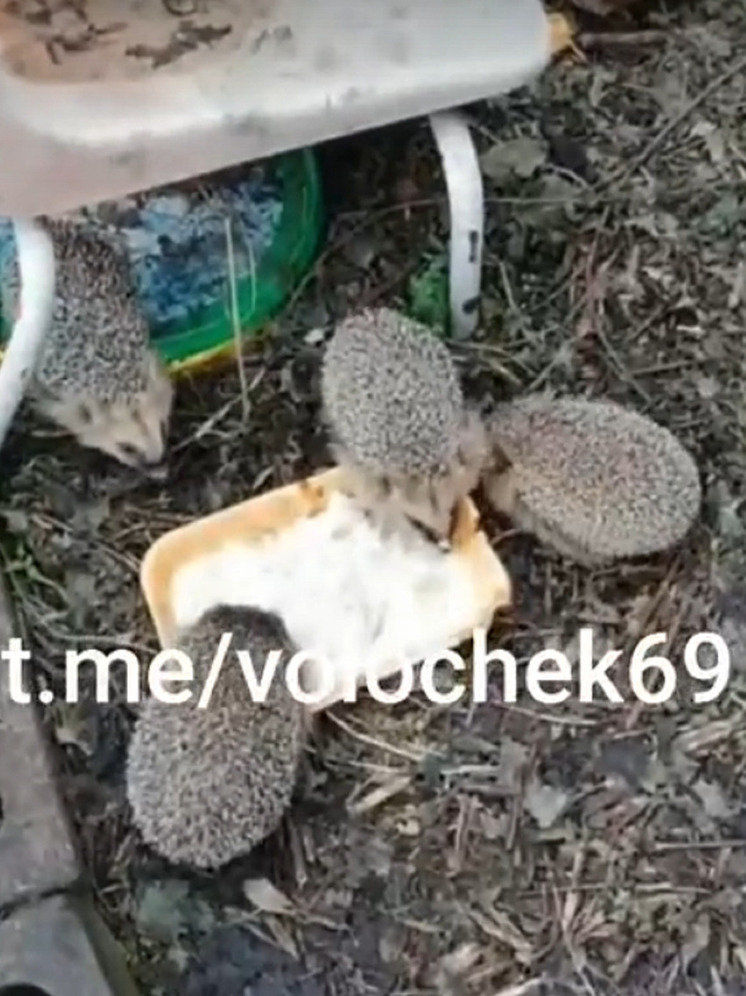В Тверской области на видео сняли обед лишившихся мамы ежат