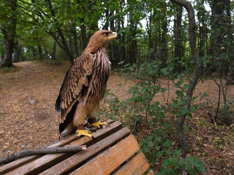 В Ялтинском заповеднике изъяли степного орла у фотоживодёров