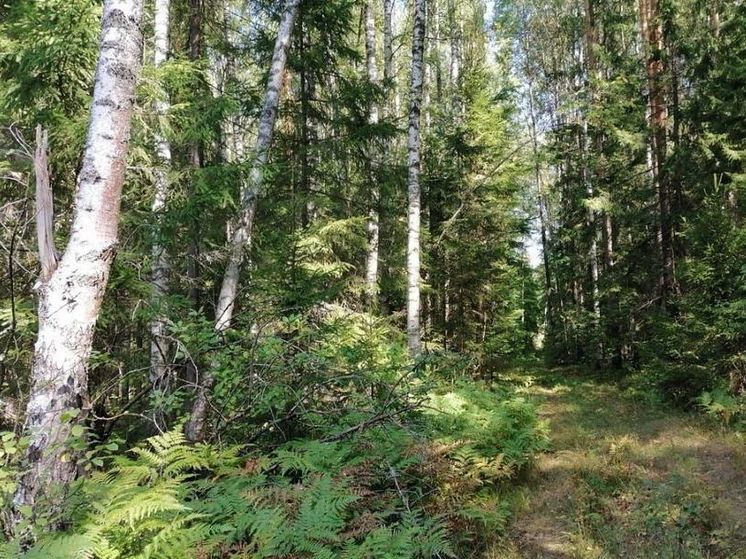 В 2 лесничествах Подмосковья ожидается 4-ый класс пожарной опасности