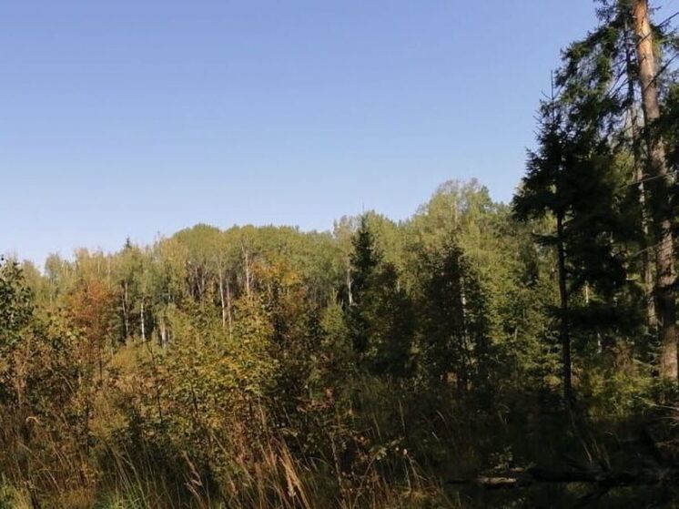 Синоптик предупредил: в Подмосковье ожидается теплая зима