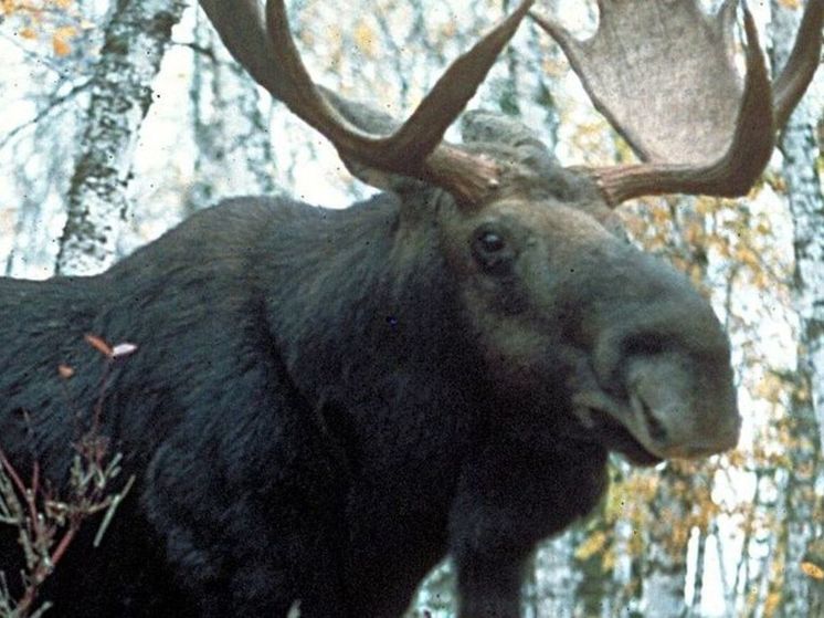 Сохатого в утренние часы заметили в Купавне Подмосковья