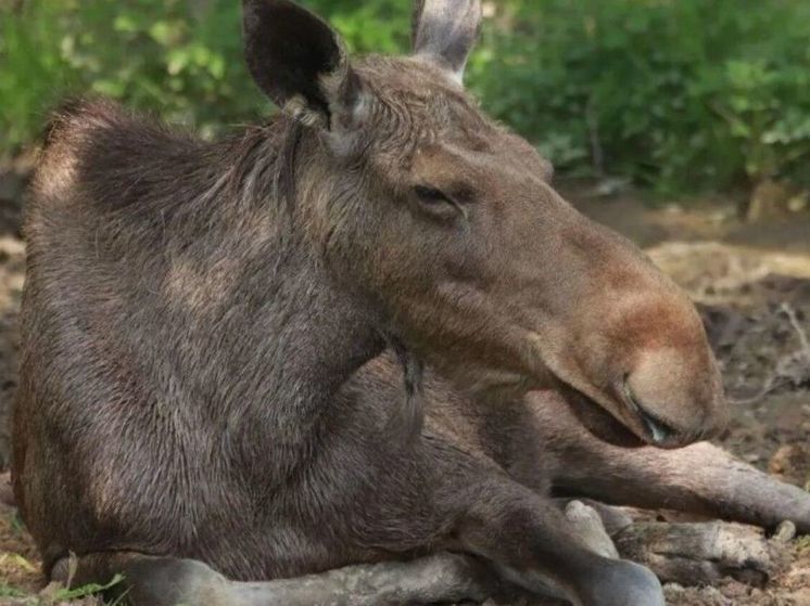 Брачный период начался у лосей в Подмосковье