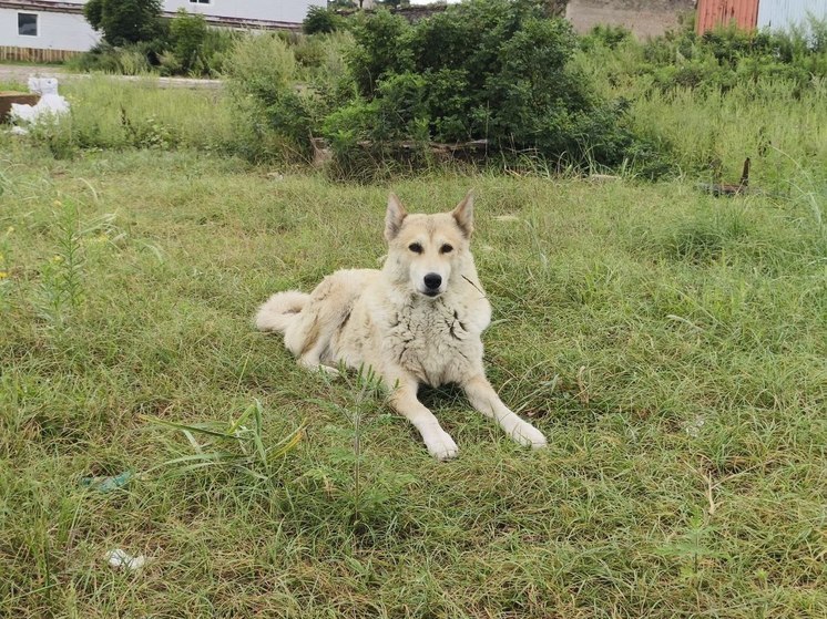 Около 850 бездомных собак отловили в Хабаровске