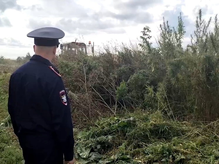 Кузбасские полицейские уничтожили внушительное поле конопли около Новокузнецка