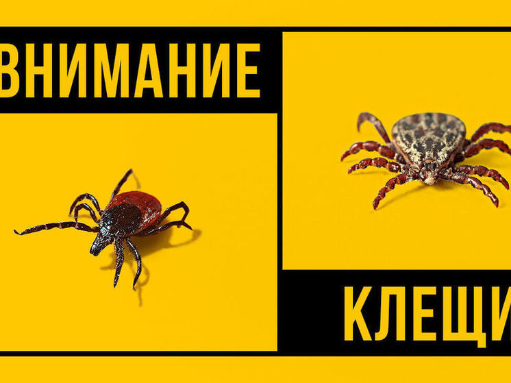 Более 150 кузбассовцев пострадали от укусов клещей за неделю
