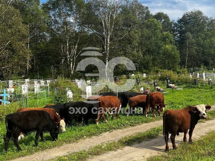 На Сахалине сняли на фото пасущихся на кладбище коров