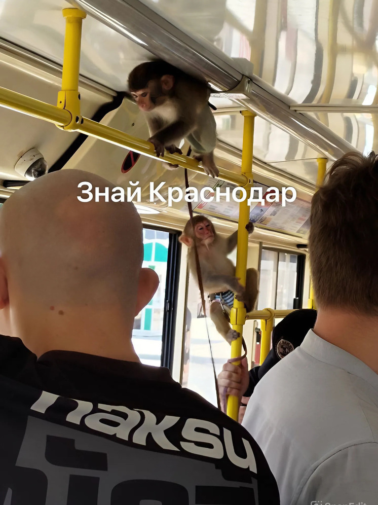 Непослушные обезьянки стали пассажирами краснодарского трамвая
