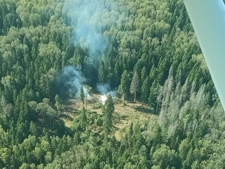 Лесной пожар ликвидировали огнеборцы в Пушкинском округе