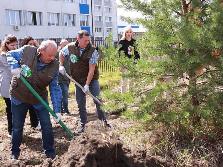 В Улан-Удэ высаживают целую аллею крупномерных деревьев