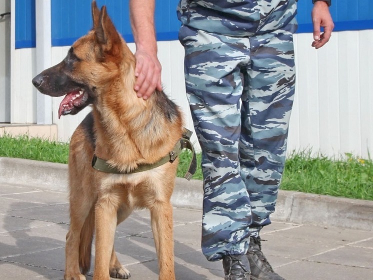 В Тульской области лечат боевого пса из зоны СВО